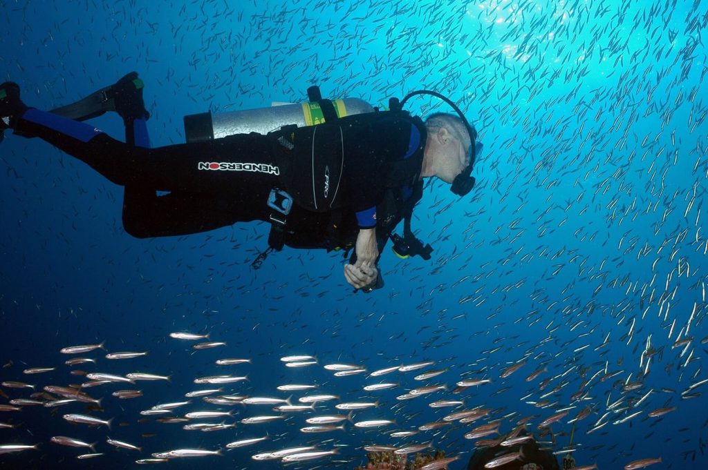 diver observing tall kelp fronds rising through clear ocean water
